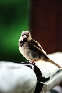 Close-up of bird perching outdoors