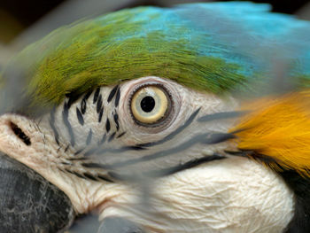 Close-up of parrot