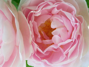 Close-up of pink rose