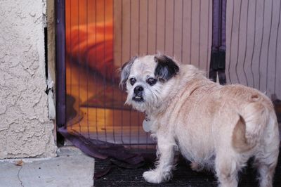 Portrait of puppy on door