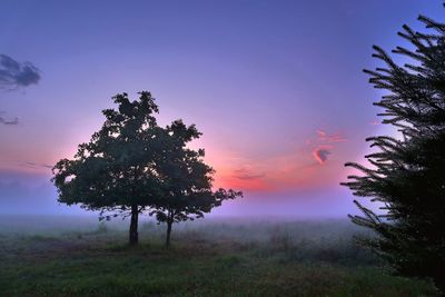 Silhouette tree on field against sky at sunset