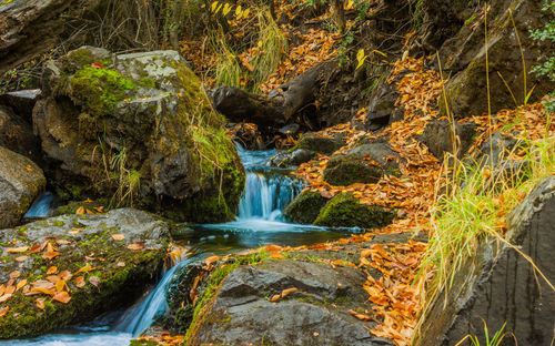 Scenic view of waterfall in forest