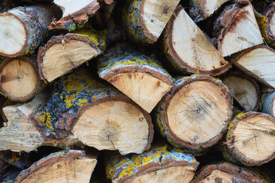 Full frame shot of logs in forest