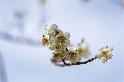 Close-up of cherry blossom against sky