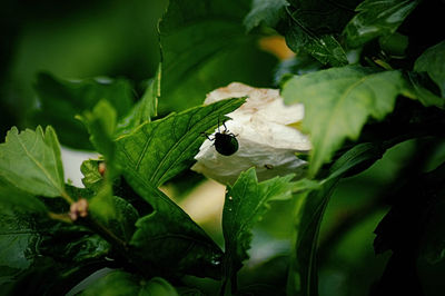 Close-up of insect on leaf