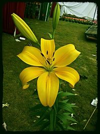 Close-up of yellow flowers