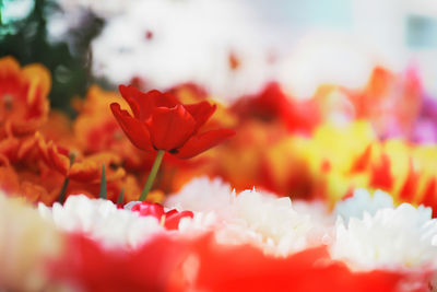 Close-up of red flowering plants