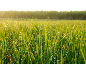 Crops growing on field