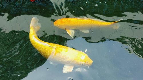 Fish underwater