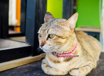 Close-up of a cat looking away