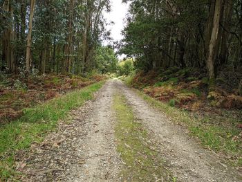 Dirt road in forest