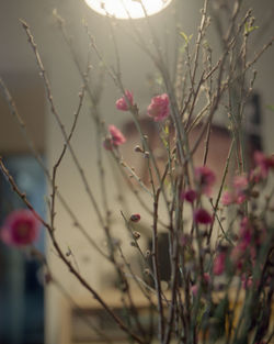 Close-up of flowers blooming outdoors