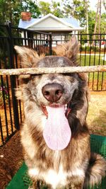 Close-up of dog on tree