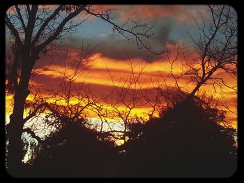 Silhouette of trees at sunset