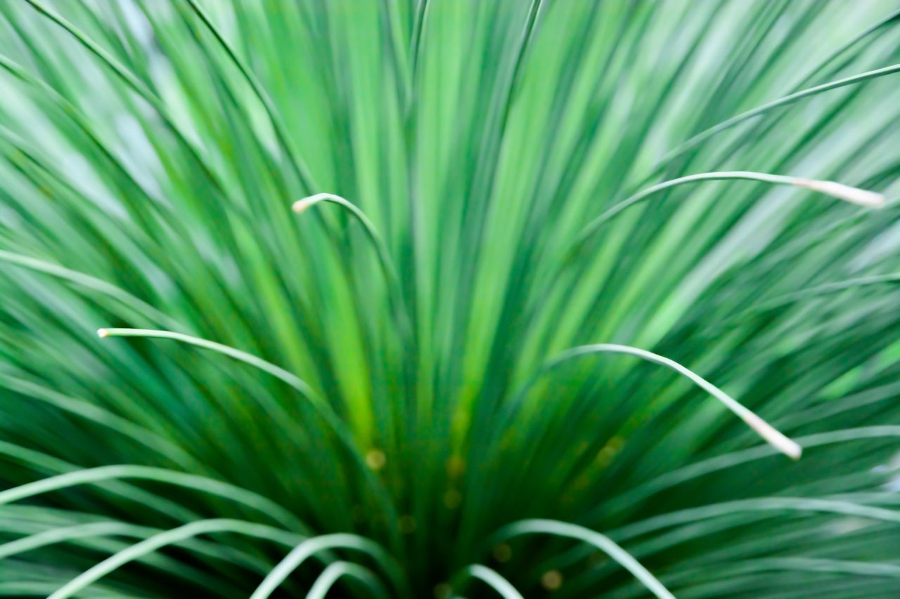 CLOSE-UP OF GREEN GRASS