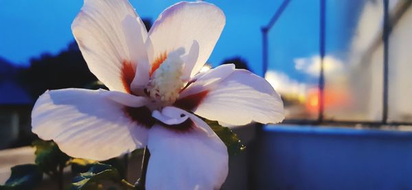 Close-up of white flowering plant