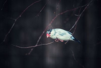 Close-up of bird perching on a branch