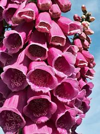 Close-up of pink flower