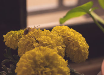 Close-up of yellow flowering plant