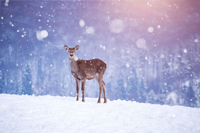 Portrait of deer standing on snow covered land