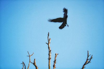 Low angle view of bird flying