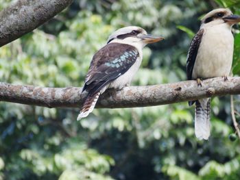 Close-up of bird perching on branch