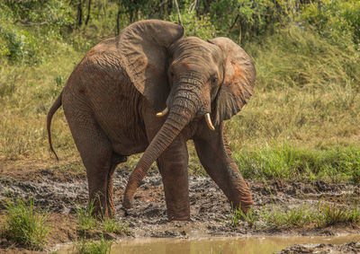 Elephant in a forest