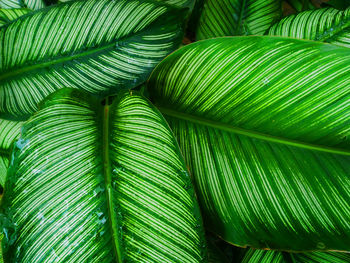 Full frame shot of palm leaves