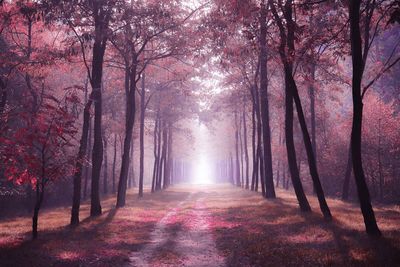 Trees in forest during autumn