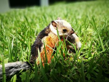 Close-up of a lizard on grass