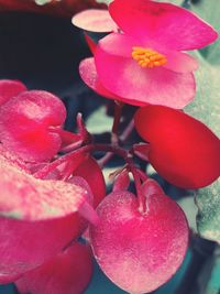 Close-up of pink flowers