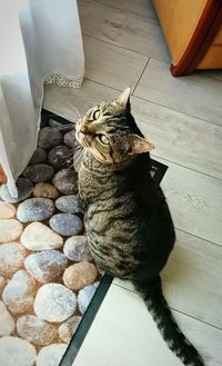 High angle view of lizard on table