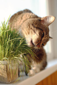 Portrait of brown and white tabby cat sitting near to window and eating pet grass.