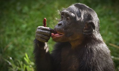 Close-up of monkey looking away