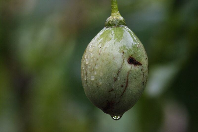 CLOSE-UP OF PLANTS GROWING OUTDOORS