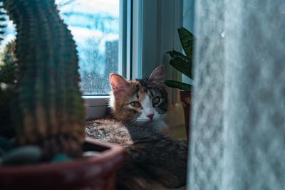 Portrait of a cat looking through window