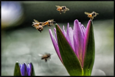 Close-up of bee pollinating on purple flower