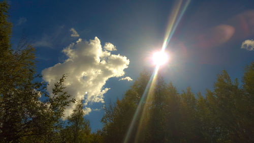 Sun shining through trees