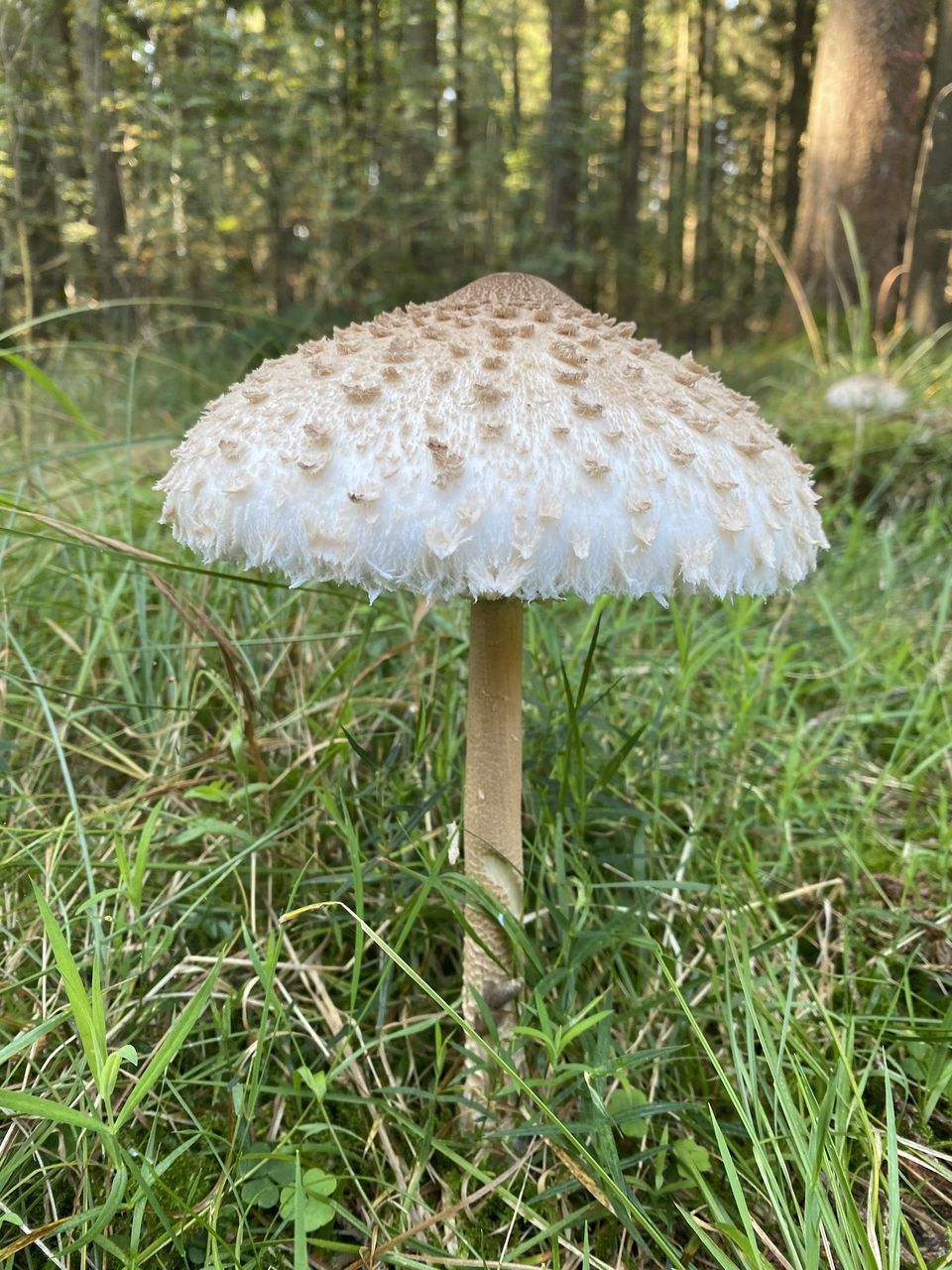 CLOSE-UP OF MUSHROOM GROWING IN FIELD