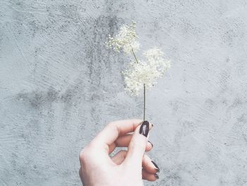Cropped hand of woman holding flower against wall