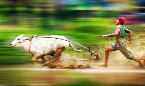 Side view of horse on field