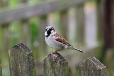 Close-up of bird perching on wooden post