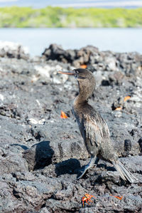 Cormorant on rock