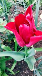 Close-up of red tulip