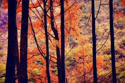 Trees in forest during autumn