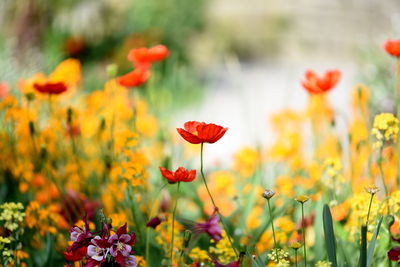 Close-up of red flowering plants on field