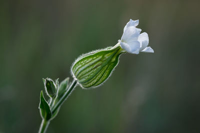 Close-up of white flowering plant