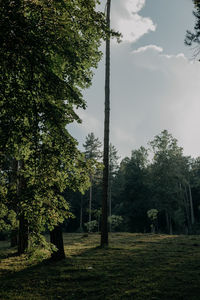 Trees growing on field against sky