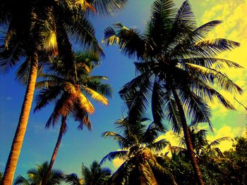 Low angle view of palm trees against sky