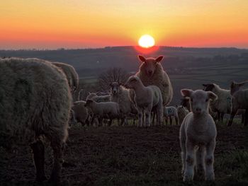 Flock of sheep on field during sunset